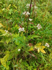 Achillea impatiens