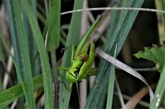 Euthystira brachyptera