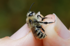 Bombus humilis