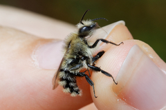 Bombus humilis