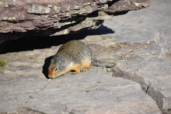 Urocitellus columbianus