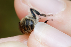 Bombus humilis