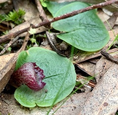 Corybas incurvus