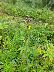 Saussurea parviflora