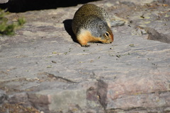 Urocitellus columbianus