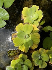 Pistia stratiotes