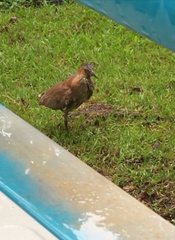 Gorsachius melanolophus