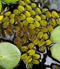 Salvinia molesta
