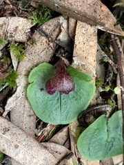 Corybas incurvus
