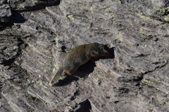 Urocitellus columbianus