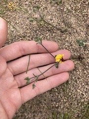 Goodenia trinervis