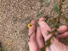 Goodenia trinervis