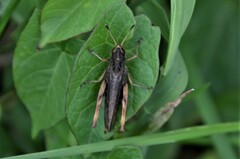 Gomphocerippus rufus