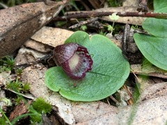 Corybas incurvus