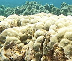 Porites lobata