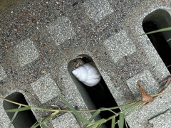 Lissachatina fulica