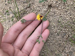 Goodenia trinervis
