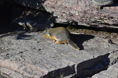 Urocitellus columbianus