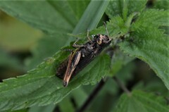 Gomphocerippus rufus