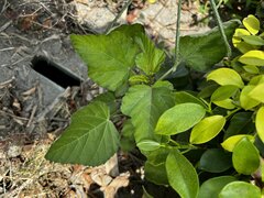 Melochia corchorifolia