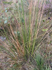 Juncus conglomeratus