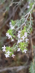 Thymus vulgaris