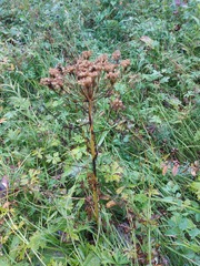 Pleurospermum uralense