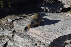 Urocitellus columbianus