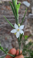 Eriostemon australasius