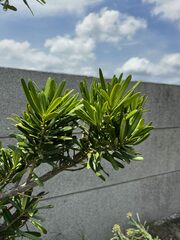 Podocarpus costalis