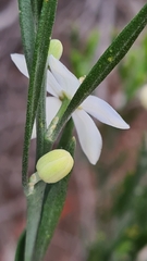 Eriostemon australasius