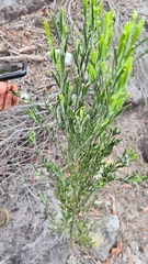 Eriostemon australasius