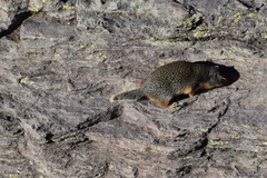 Urocitellus columbianus