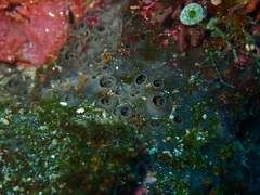 Coscinoderma mathewsi