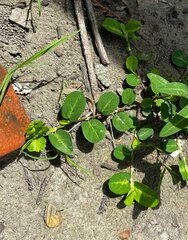 Alysicarpus ovalifolius