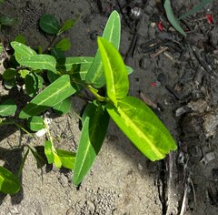 Alysicarpus ovalifolius