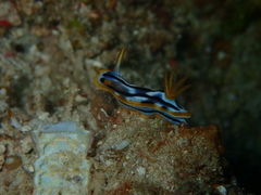 Chromodoris strigata