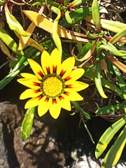 Gazania × splendens