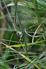 Gomphocerippus rufus