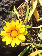 Gazania × splendens