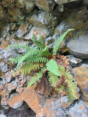 Dryopteris fragrans