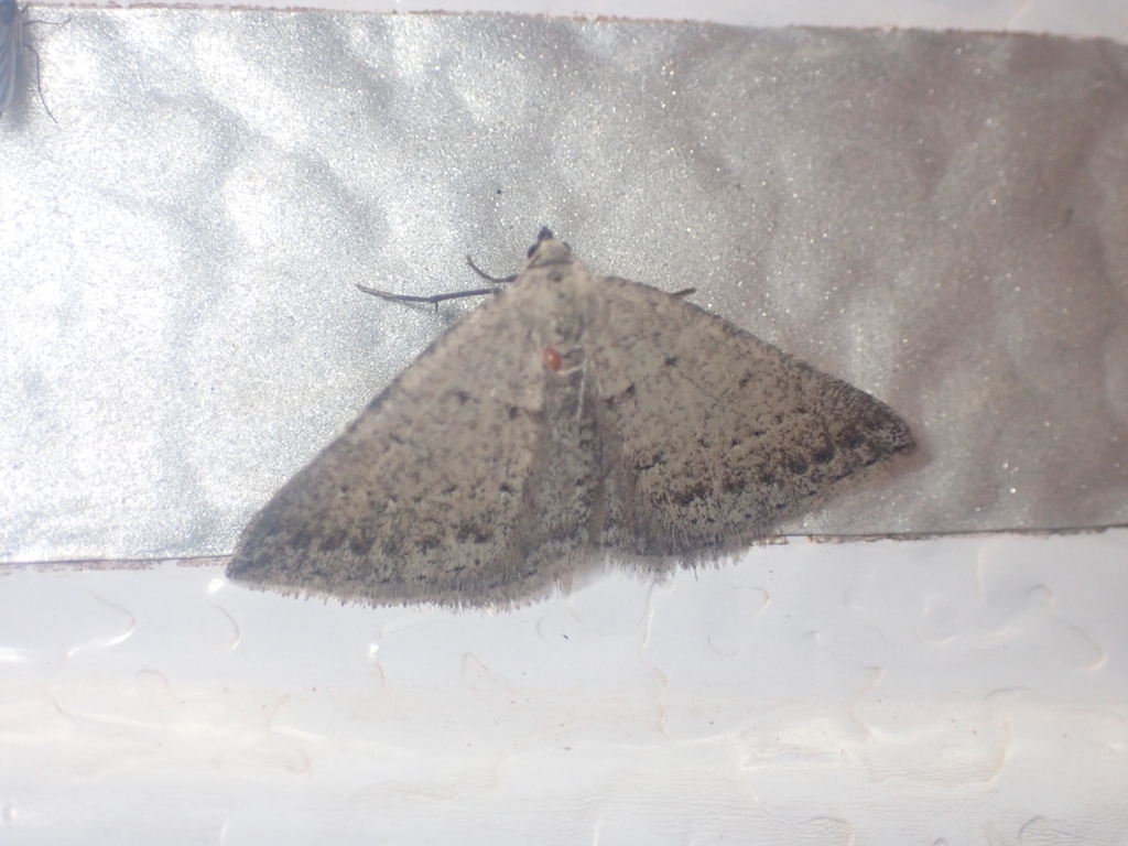 Taxeotis spodoides