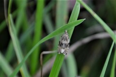 Syricoris lacunana