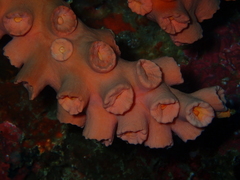 Tubastraea coccinea
