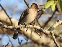 Pycnonotus barbatus layardi