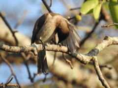 Pycnonotus barbatus layardi