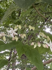 Clerodendrum trichotomum