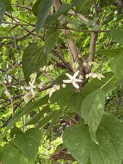 Clerodendrum trichotomum