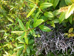 Veronica ligustrifolia