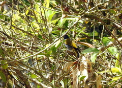 Rubigula cyaniventris